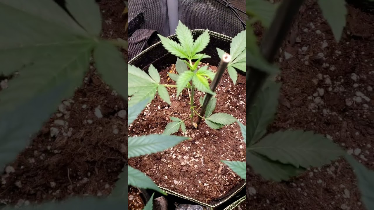 hi mom strain auto short vid boomer learning to grow series