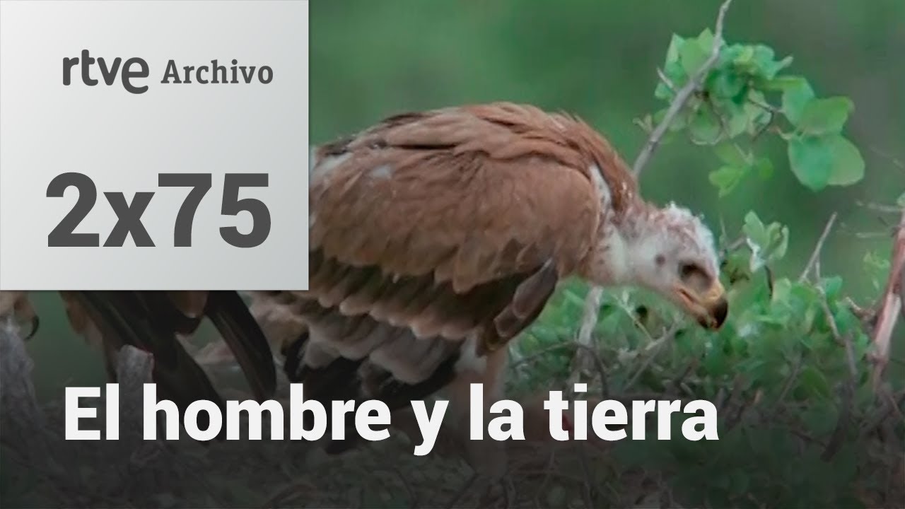 El hombre y la tierra: Cap&iacute;tulo 91 - El &aacute;guila Imperial II | RTVE Archivo