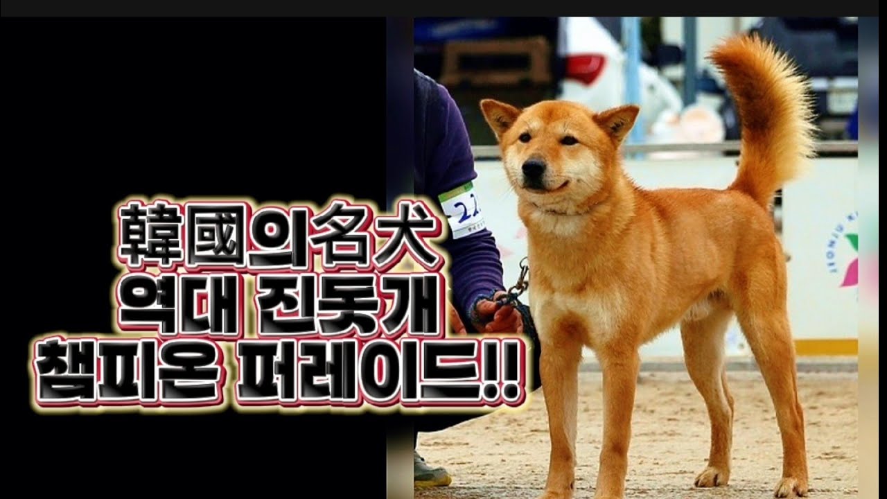 한국의 명견 역대 진돗개 챔피온 퍼레이드