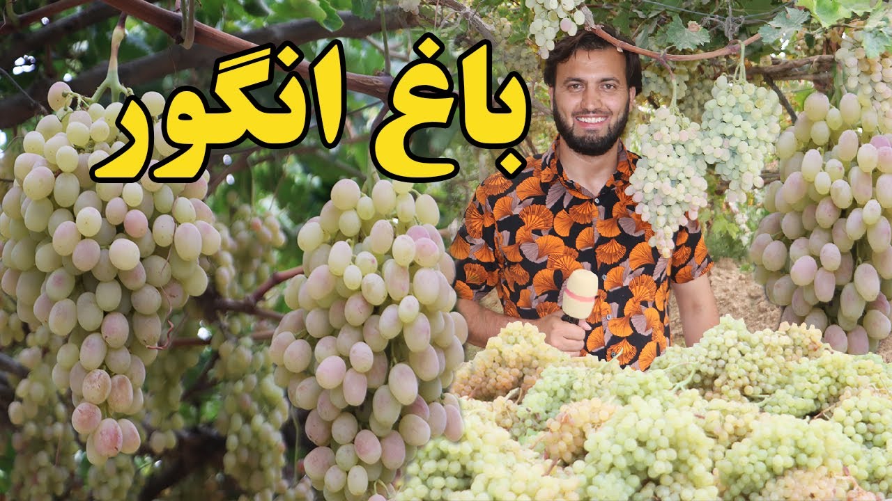 گزارش ندیم، حاصلات مشهور ترین انگور افغانستان، قیمت انگور، مهمانی در باغ، سمنگان