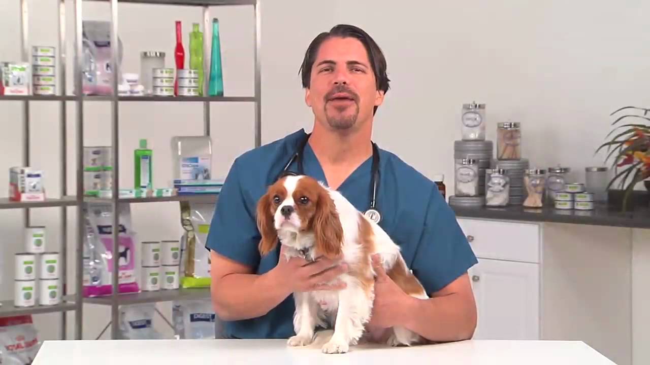 Fleas: Tips To Protect Your Dog During Flea Season