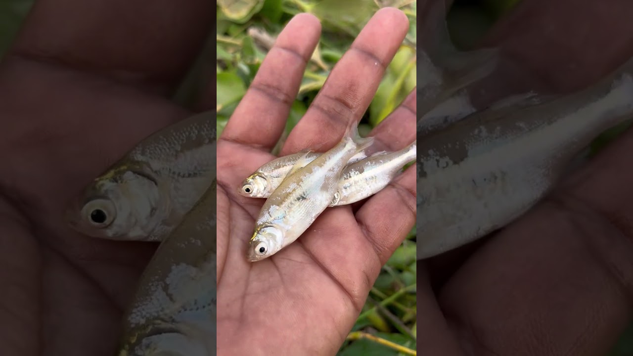 🐠Most Amazing Small Baby Fish Ever! 