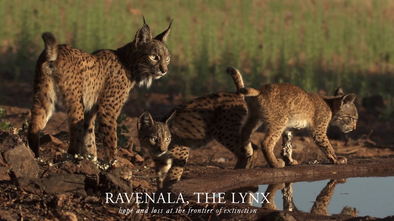 Ravenala, the lynx