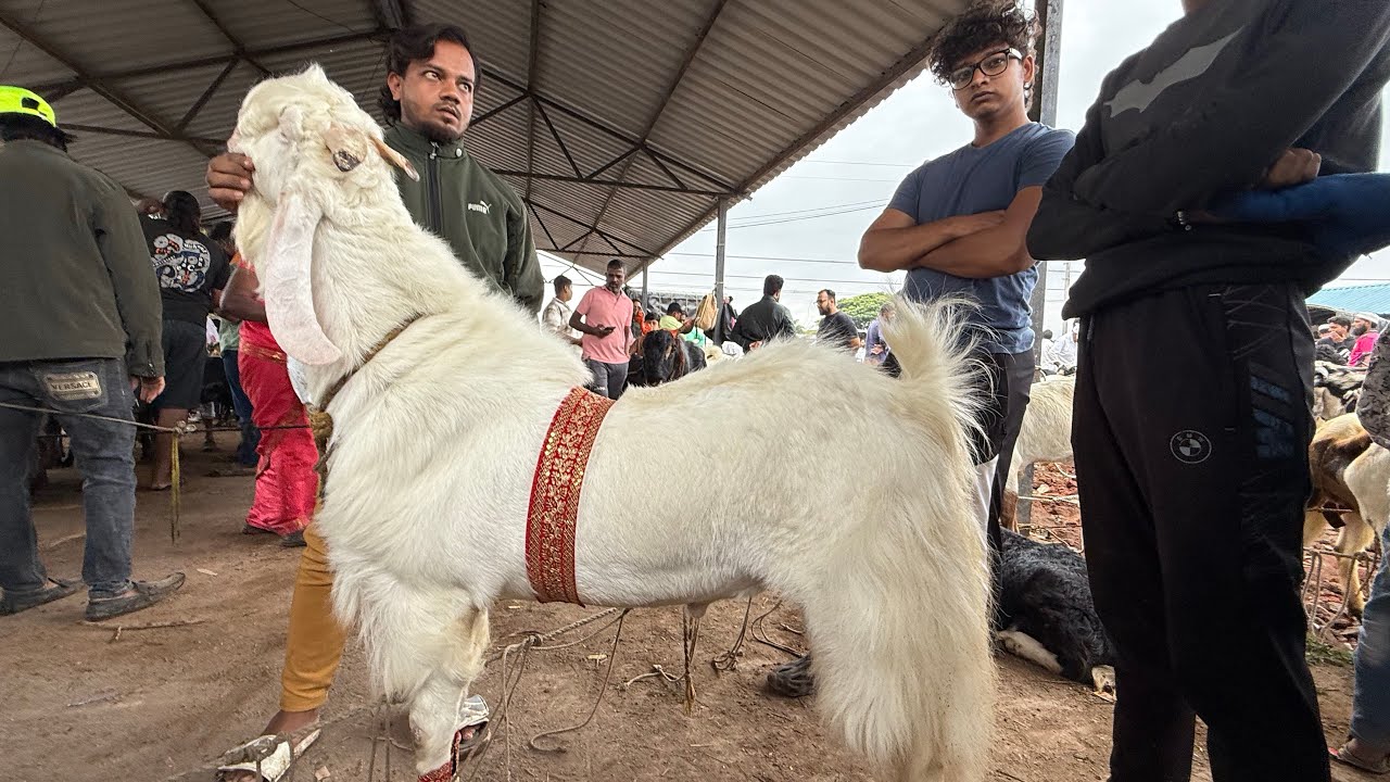 Pune Biggest bakra Mandi Chakan Bakra Mandi Live Update