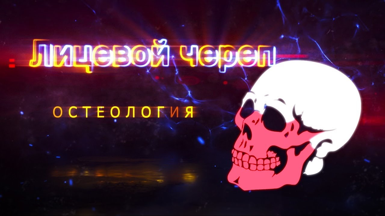 ЛИЦЕВОЙ ЧЕРЕП - VISCEROCRANIUM
