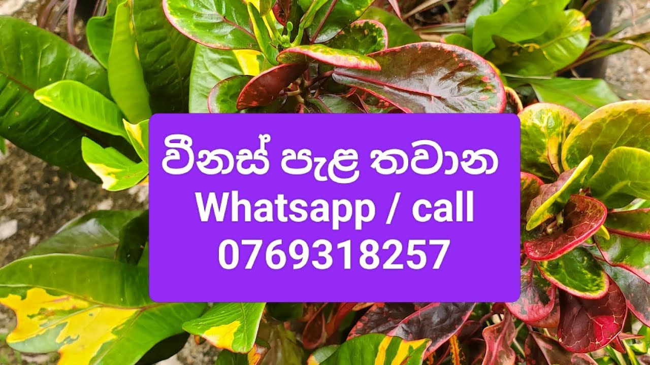 Plant collection 2 | රු100/= සිට විසිතුරු පැළ අඩුවට | Venus plants | call or WhatsApp  0769318257 