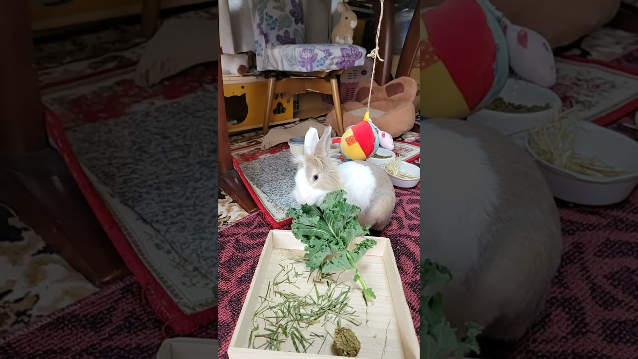Enjoy a pleasing snack of fluffy bunny Mr Mofu! #mofu #bunny #rabbit #cute #viralvideo #shorts #eat