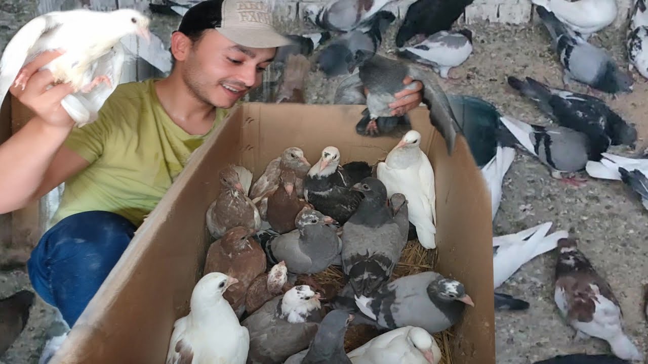 قطفت اكبر كمية حمام زغليل للبيع والسعر مفاجأة مع افضل معاد لفطام الزغليل الحمام والوقت الصح للذبح