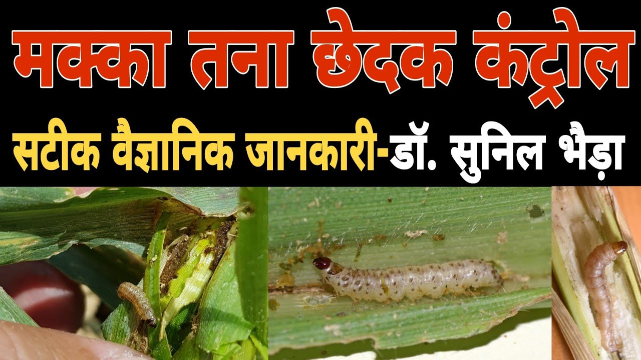मक्का तना छेदक 🔥भयंकर 🔥 कीट- जानिए कैसे कंट्रोल करें। How to Control Maize Stem Borer #khetikadoctor