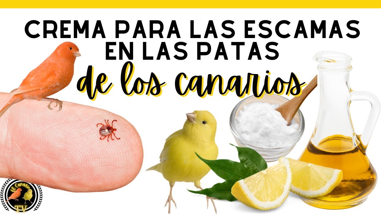 Crema casera para las escamas de los canarios