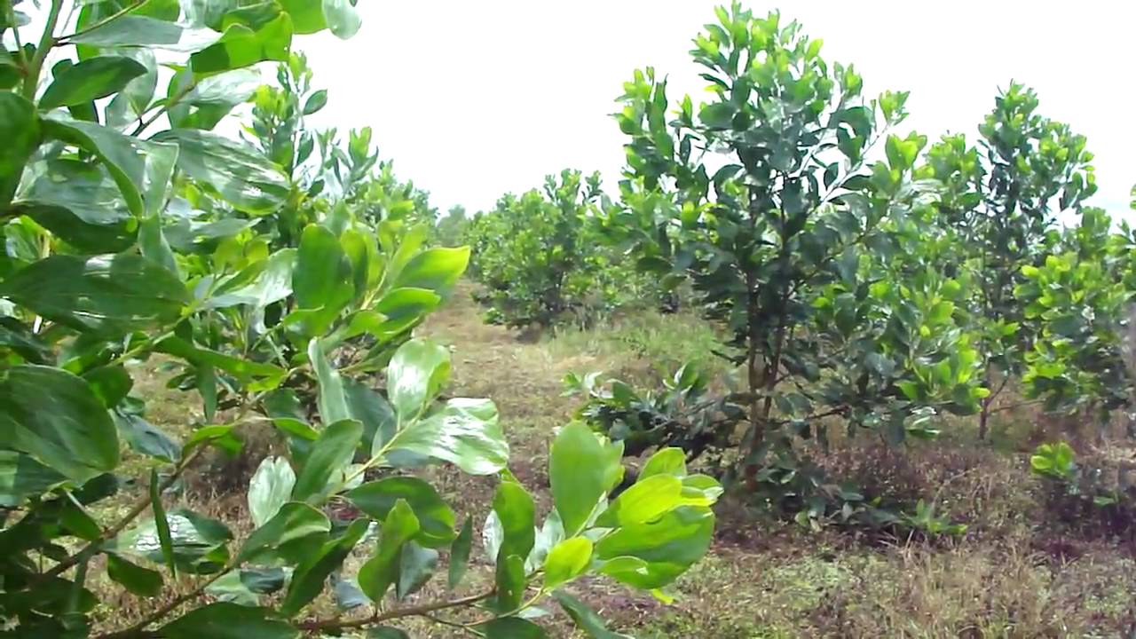 Agroplante Acacia Mangium.MP4