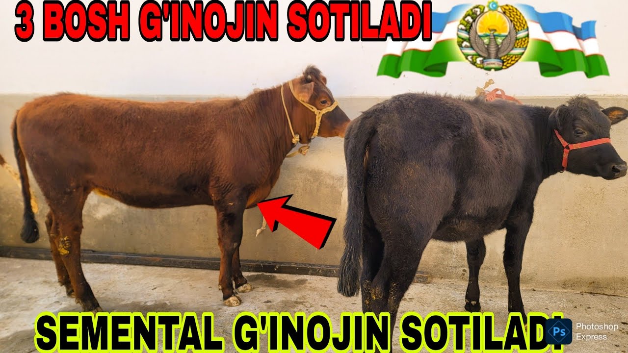 3 BOSH G'INOJIN SOTILADI TEZ KURIG ARZON BULDI 