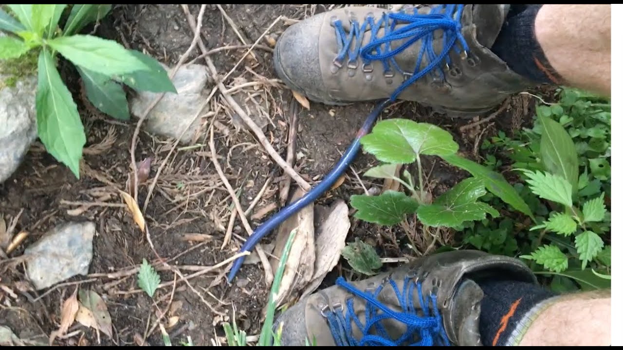The Giant Blue Worm of Japan