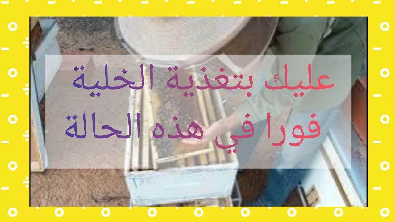 كيف تعرف أنّ خلية النحل بحاجة أكيدة للتغذية ؟