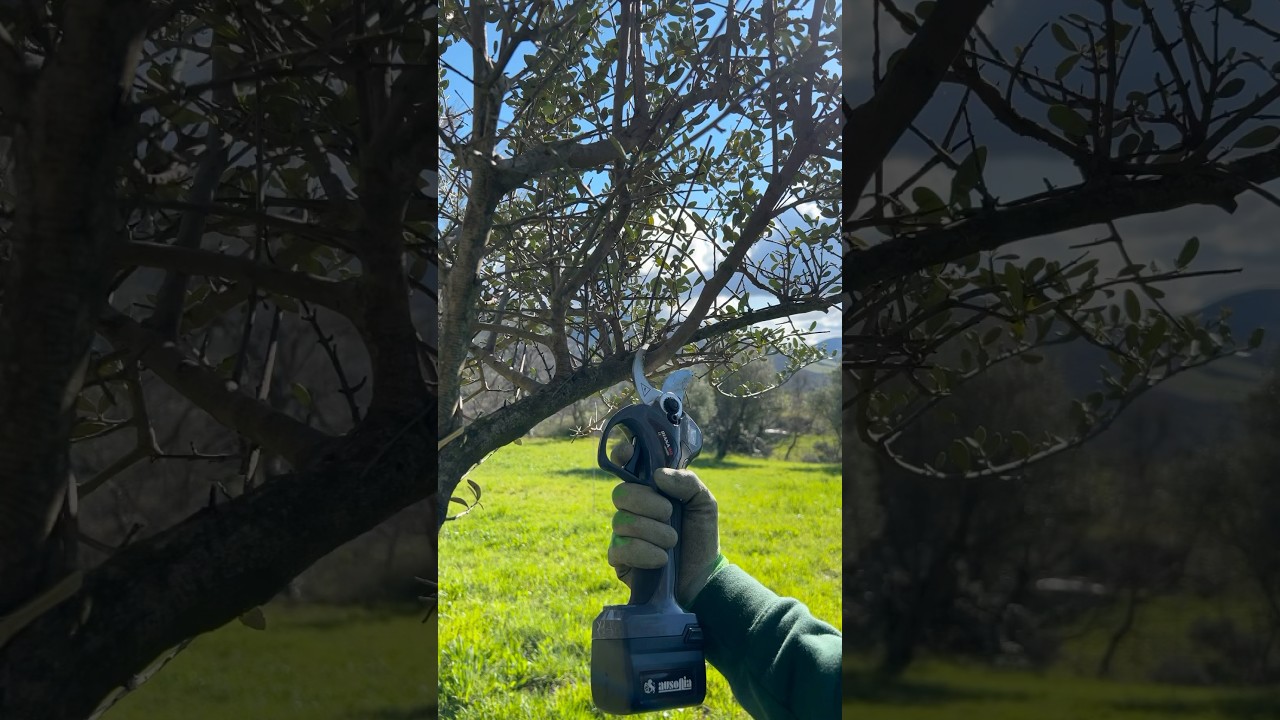 Olive Tree Pruning with Scissor #asmr #garden #gardening #asmrsound #nature #tree #satisfying