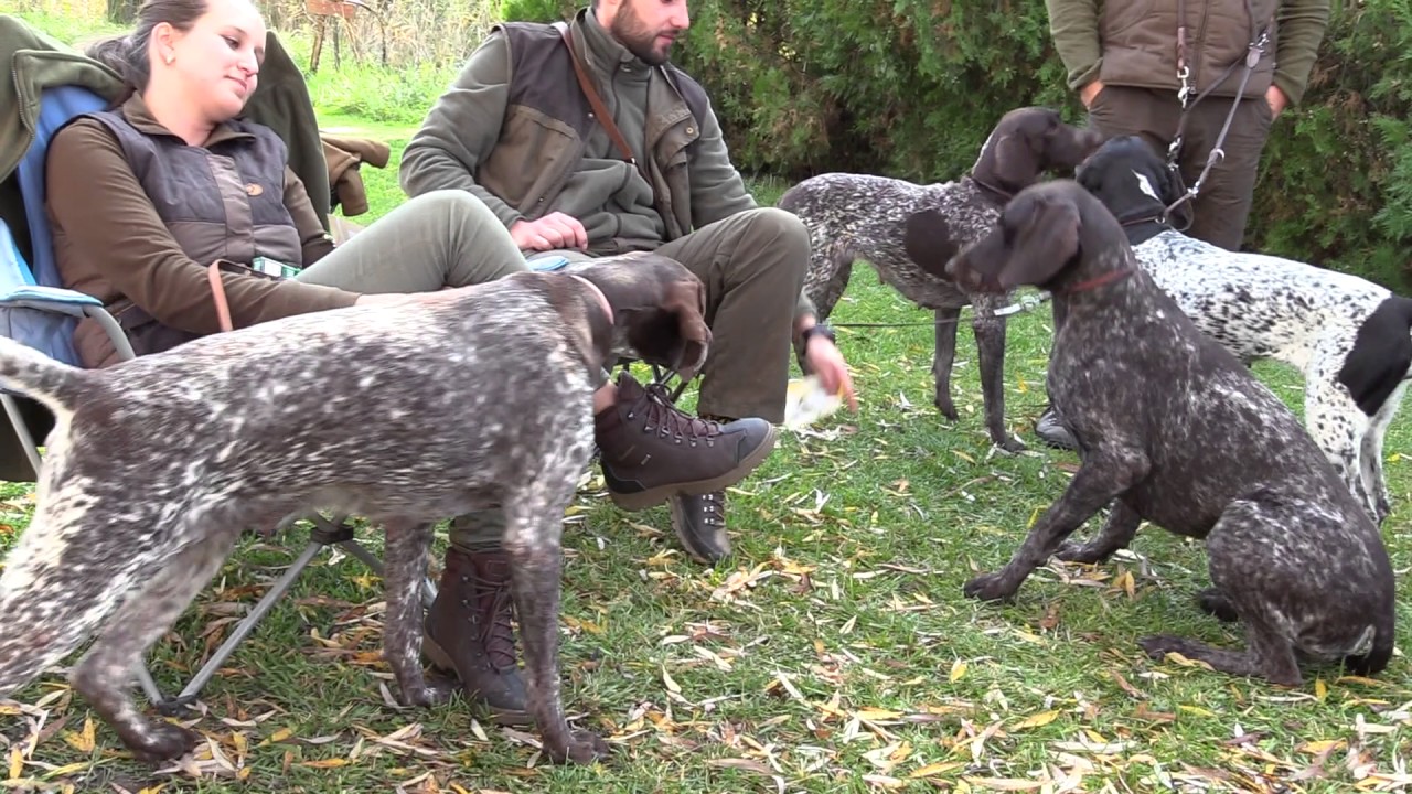 Kutyámmal Vadászom Hound  -(  Német Vizsla Klub 40  éves )-