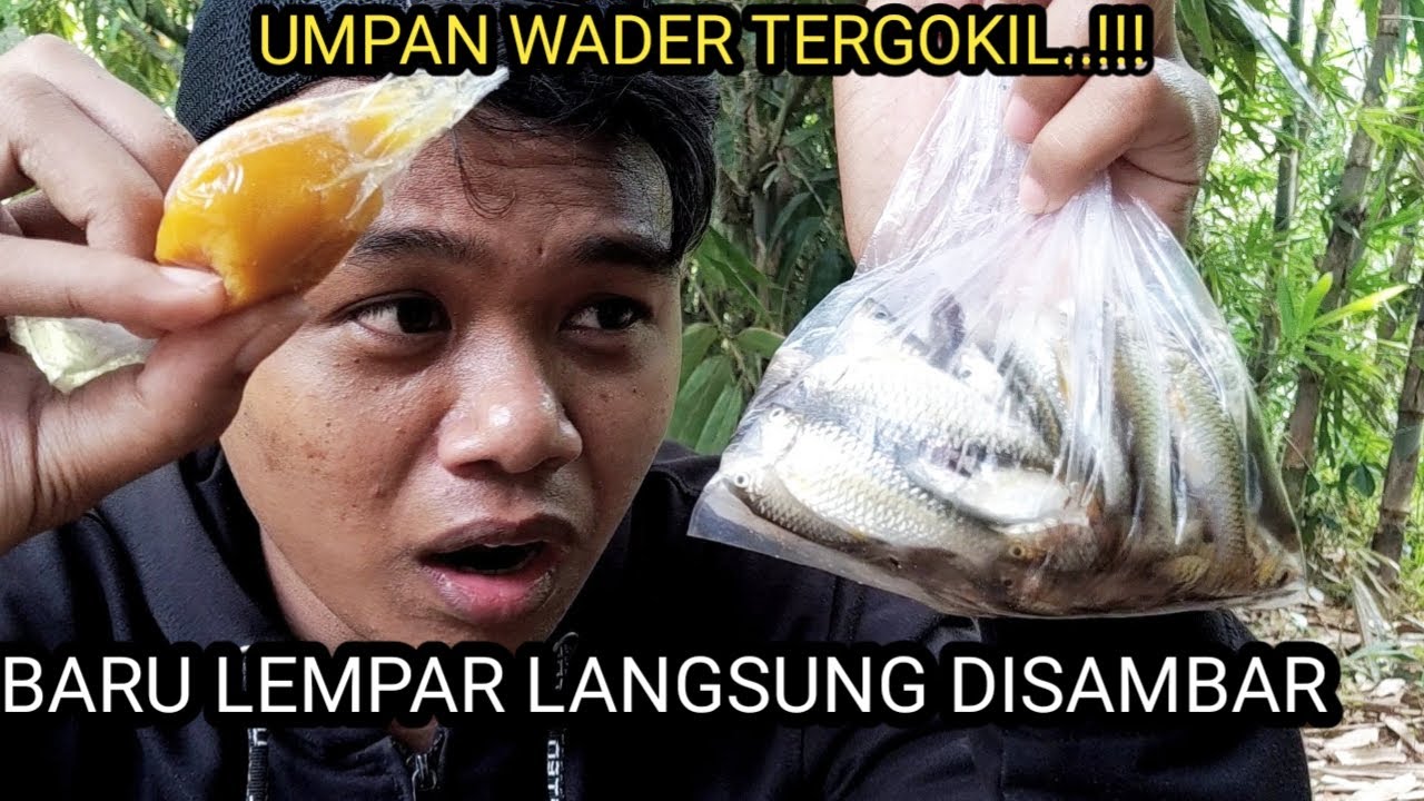 UMPAN JITU MANCING IKAN WADER/BENTER | Umpan Baru Lempar Langsung Disambar