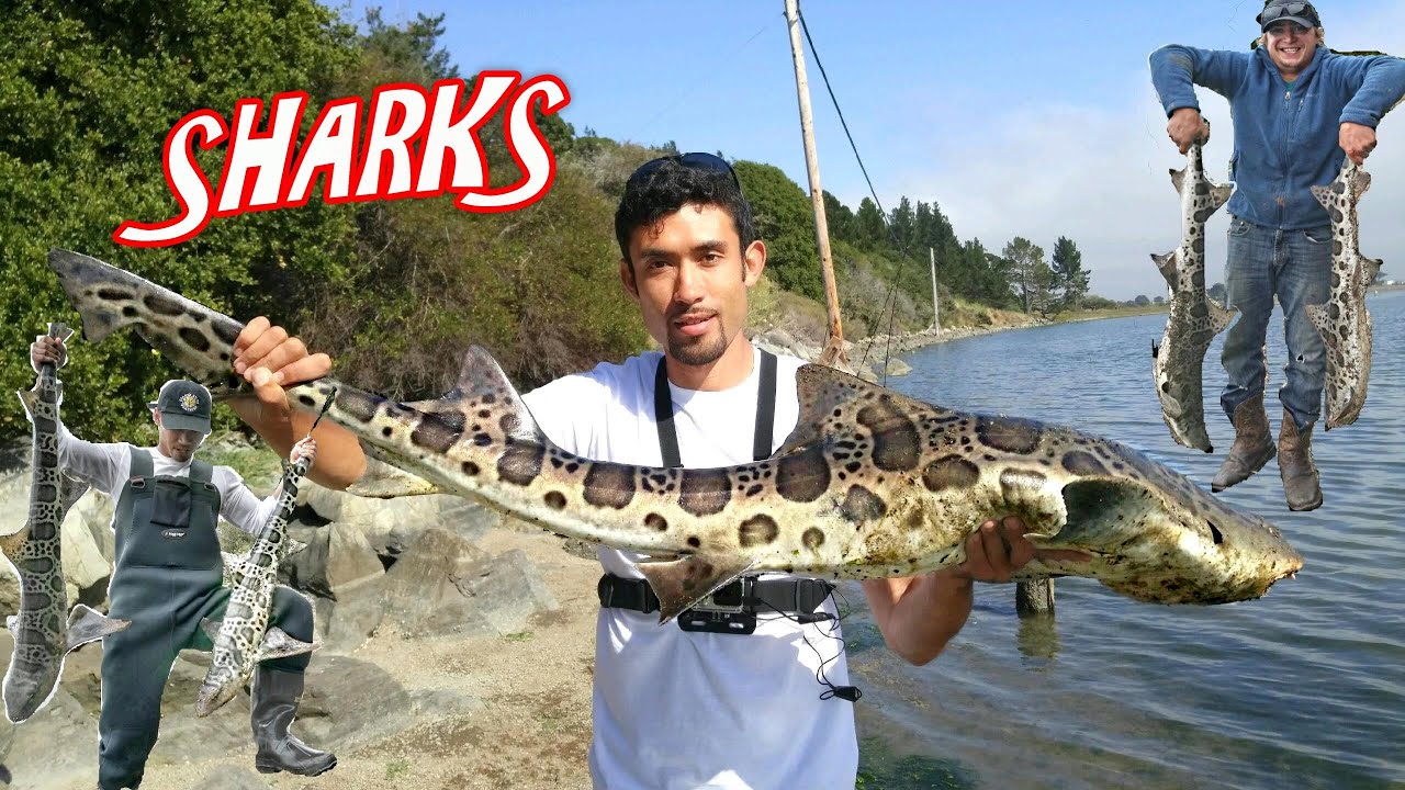 Leopard Shark Fishing. 12 Sharks, 1 Ray, 1 day all between 48-55 inches long!