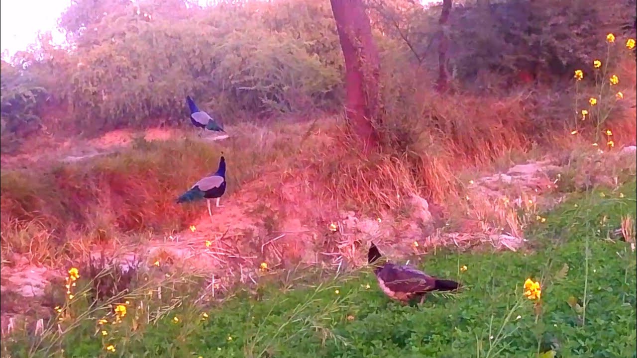 pakistan village and |beautiful peacocks vlogs video| 