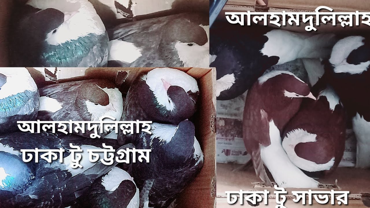 আলহামদুলিল্লাহ, লাহরী কবুতর, ৫ জোড়া দুই জায়গায় ডেলিভারি হয়ে গেলো, WhatsApp ব: +8801537710509