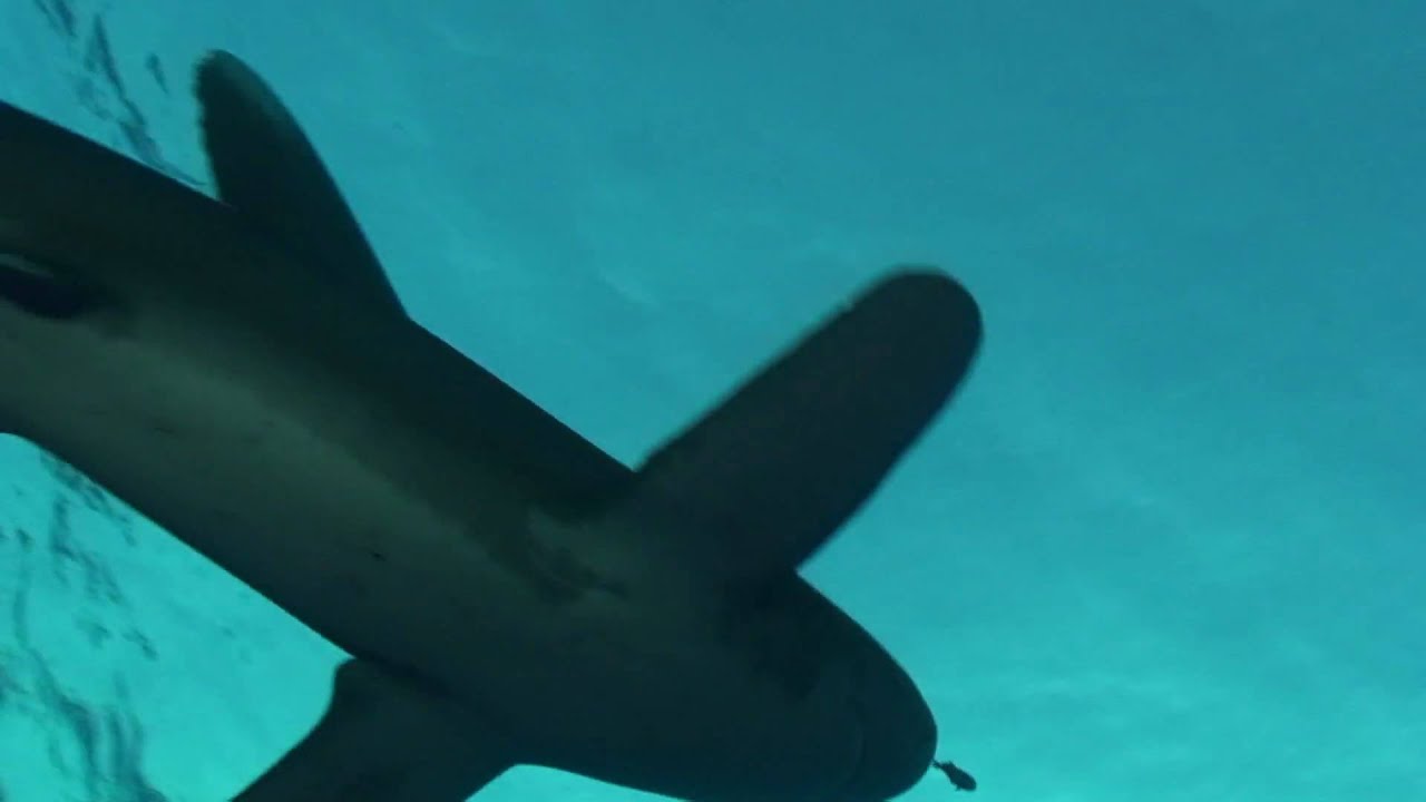 Plongée au crépuscule en compagnie des longimanus [HD]