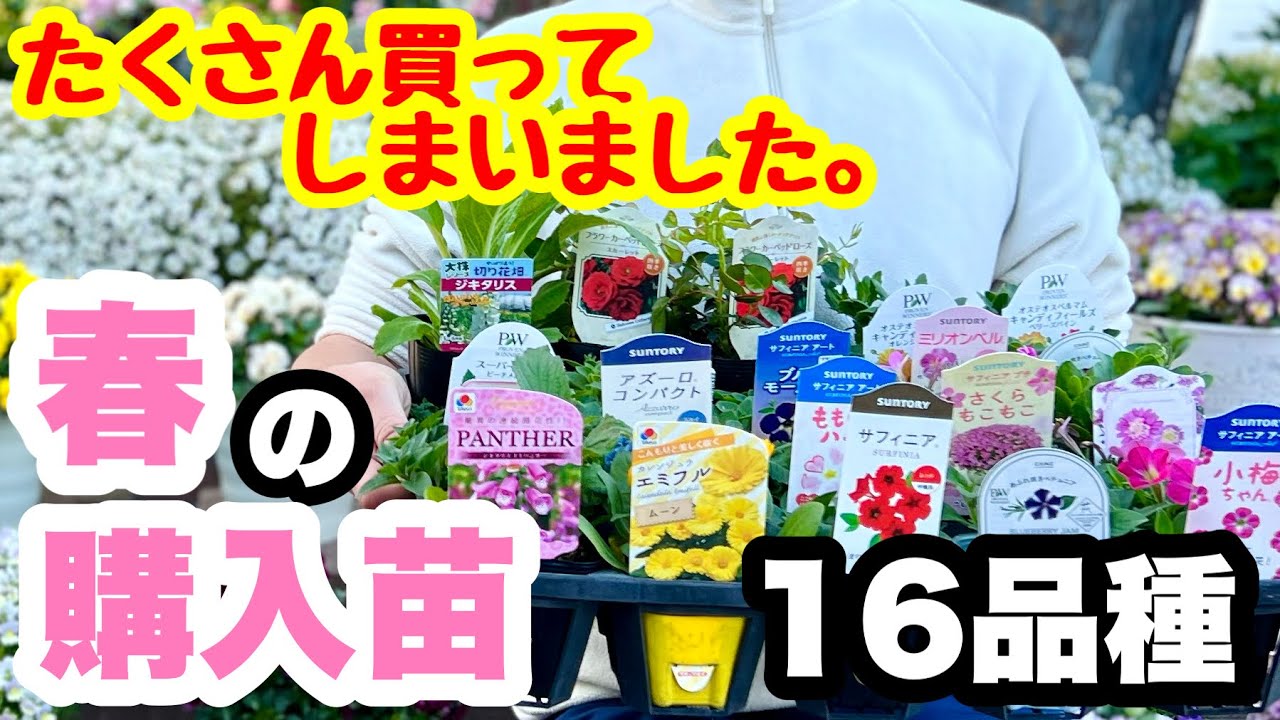 ■今年育てるオススメ『春・夏苗』16品種を公開🪴