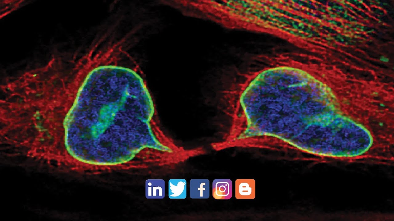 Atlas Antibodies in Neuroscience
