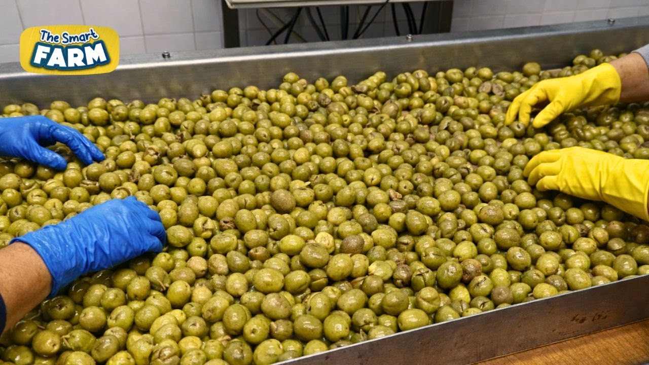 How TONS of Olives Become Liquid Gold Every Hour