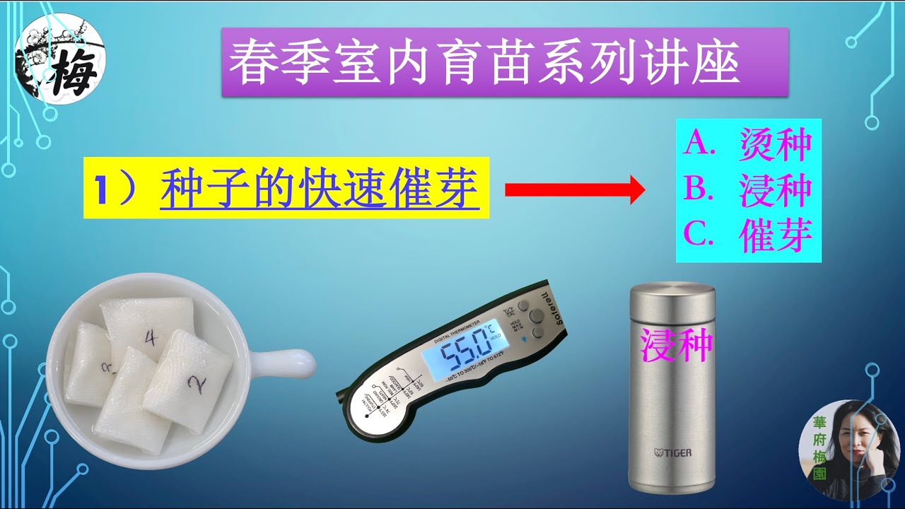 种子快速催芽育苗：烫种，浸种，催芽。通过此方法可以提高发芽率，缩短发芽所需要点时间，同时可以消灭种子所携带的病菌。