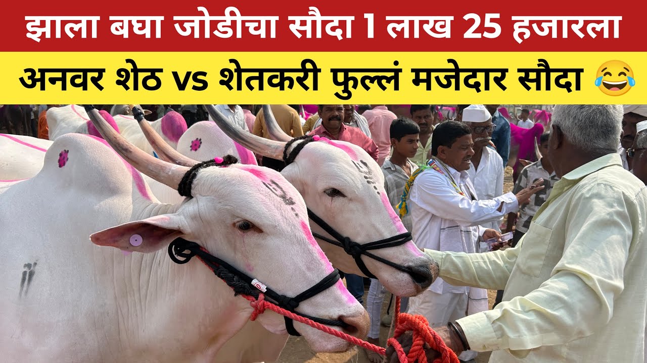 अनवर शेठ vs शेतकरी फुल्लं मजेदार सौदा 😂 चाळीसगाव बैल बाजार, Chalisgaon bail bajar | #बैलखरेदी