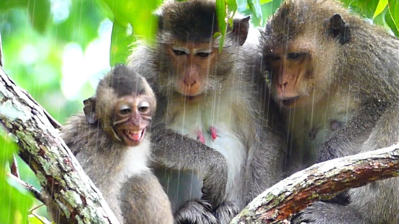 Under the raindrop...! Big baby Nanako​ needs warmth from momma more, Nice wildlife
