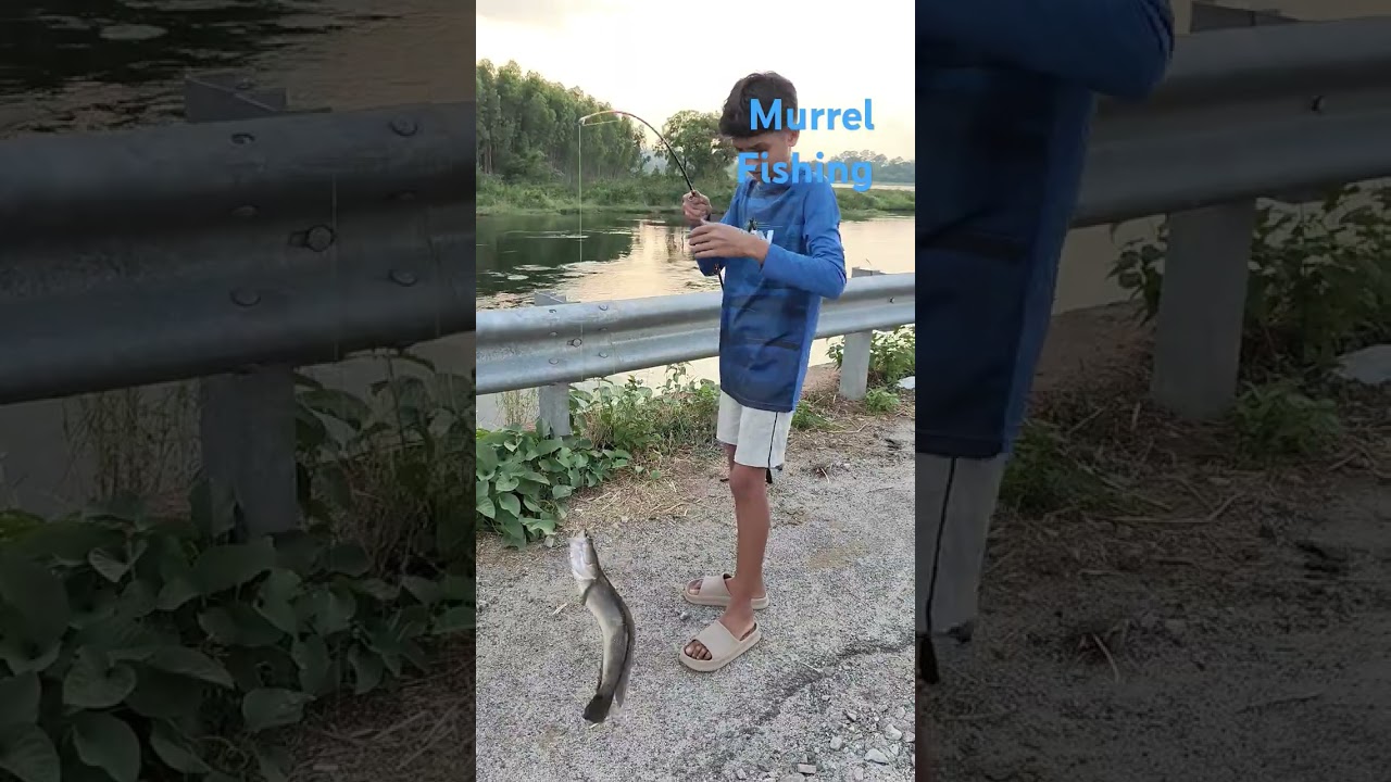 Big snakehead #murrel #fishing
