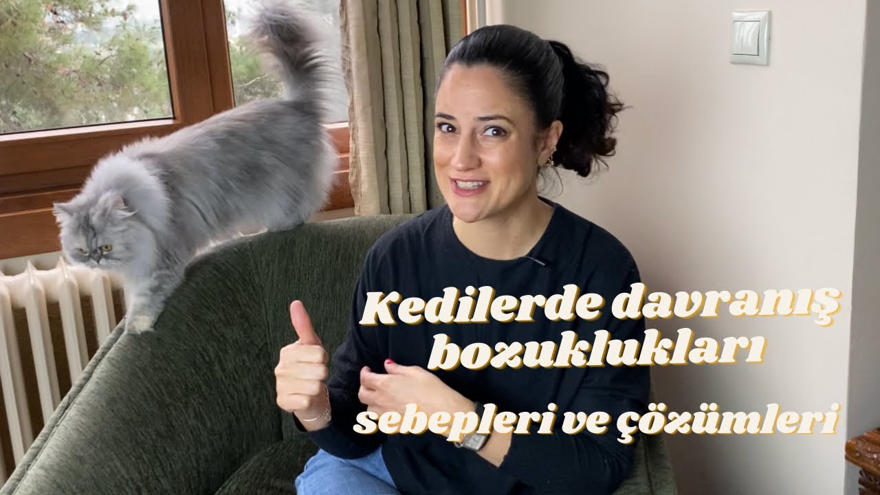 Kedilerde görülen davranış bozuklukları, nedenleri ve çözümleri...