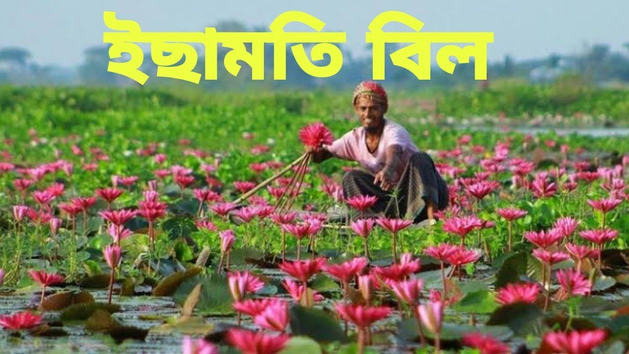 essamoti bil, raril,magura|| ইছামতি বিল,নড়াইল,লোহাগড়া, || মাগুরা, মুহাম্মাদপুর, নহাটা,,পদ্মবিল।।