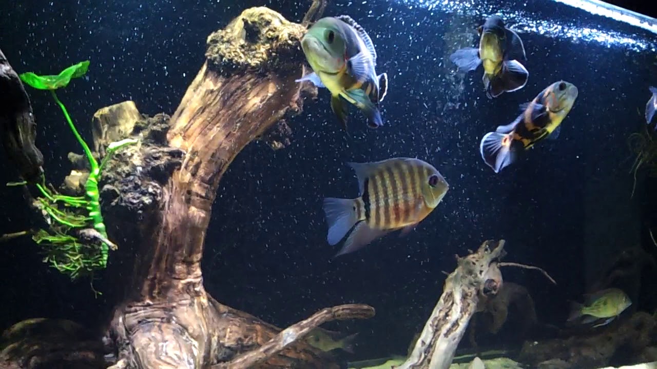 Oscars & geophagus