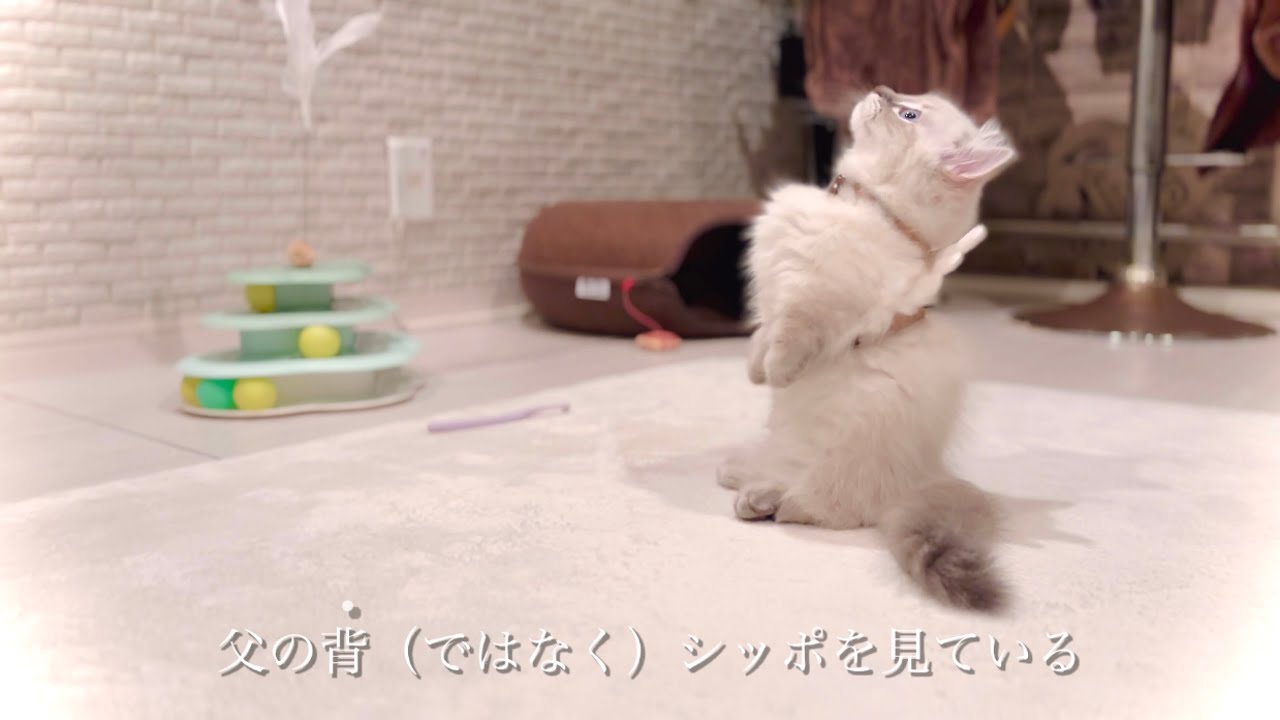 【猫】まだ分からないことばかり𓂃 𓈒𓏸🔰ラグハガーの書📖 ＊利用中ちびひげぼ