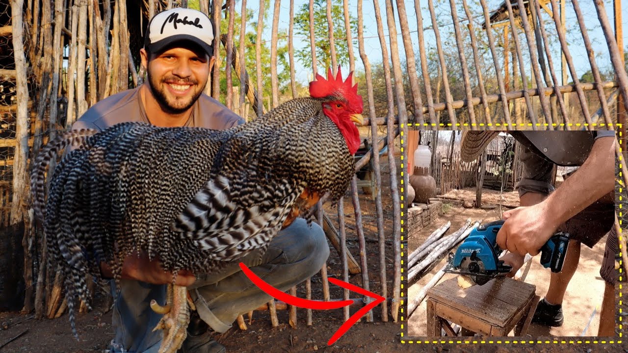 O galo reprodutor e as melhorias na granja