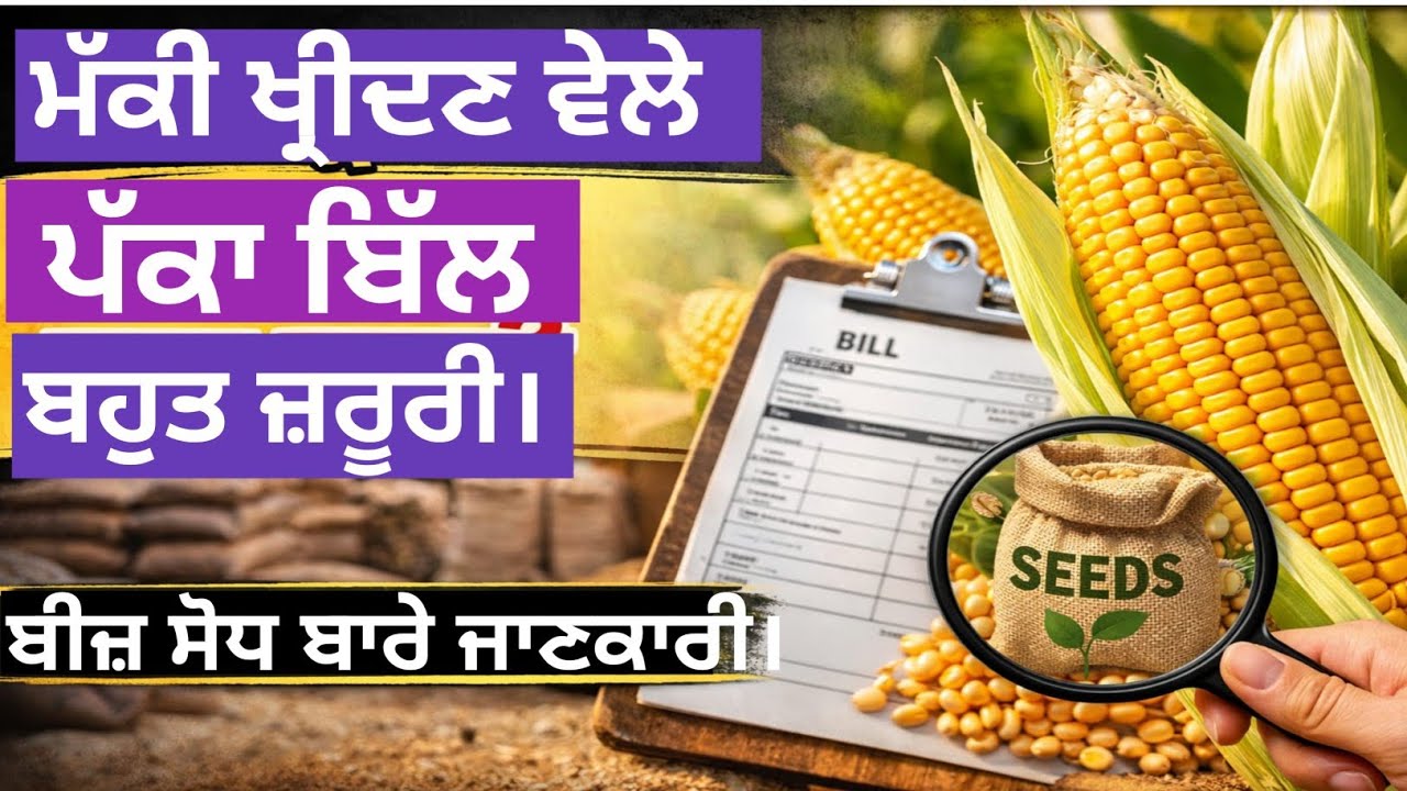 ਪੱਕਾ ਬਿੱਲ ਬਹੁਤ ਜਰੂਰੀ #farming #agriculture #1890 #maize #kisan #1899 