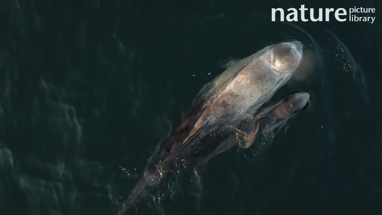 Risso's dolphin (Grampus griseus) mother and calf swimming slowly and surfacing, Cornwall, UK.