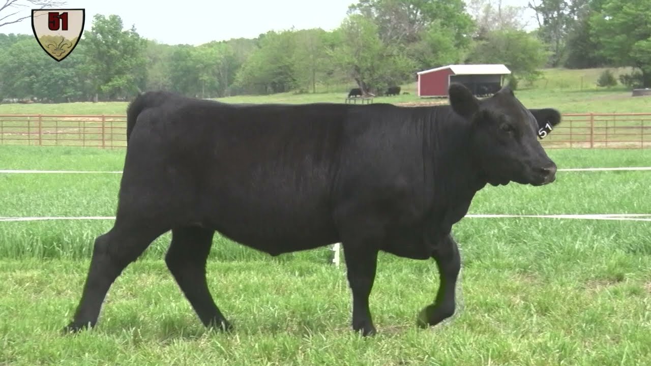Lot 51