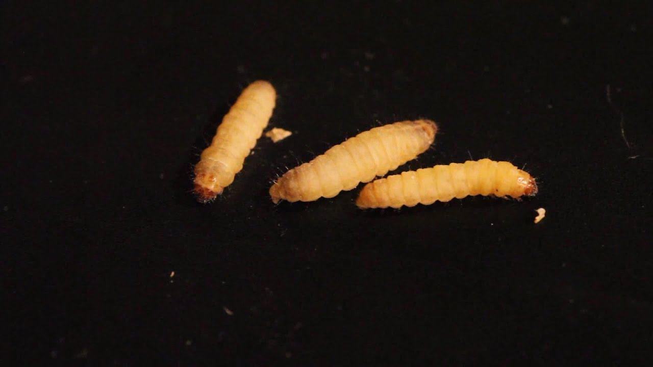 Wax Worm to Moth -  Life Cycle in one minute