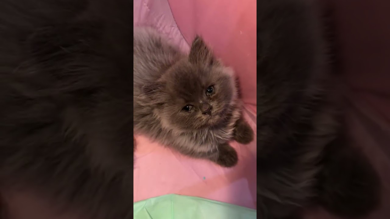 Kitty Kingdom Clip 