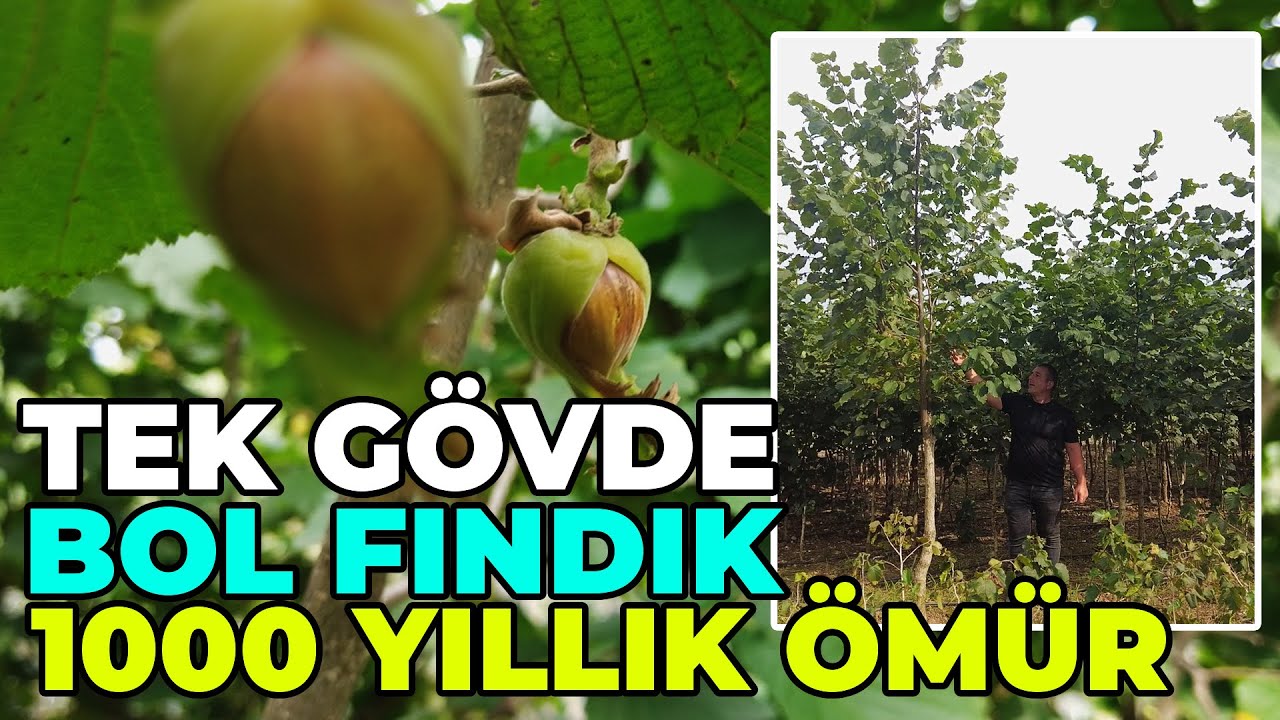 TEK GÖVDE, BOL FINDIK! / 1000 YILLIK ÖMÜR!