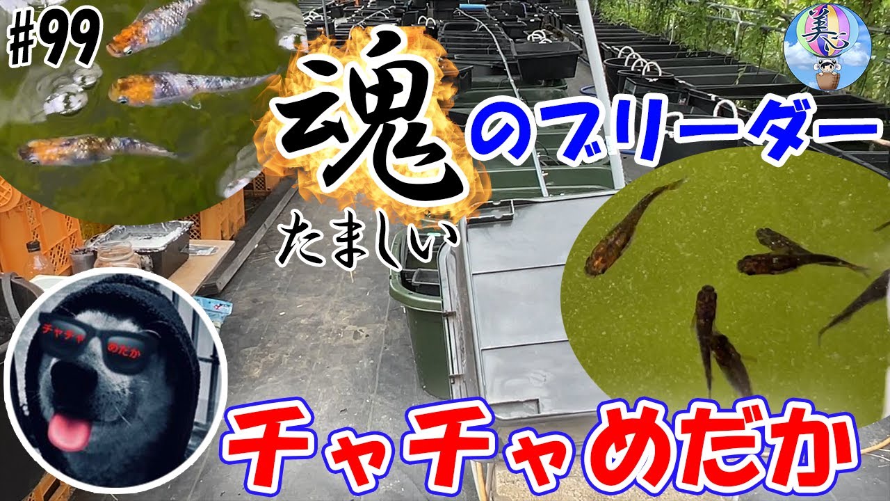 魂のメダカブリーダー！！【チャチャめだか】＃９９ ～美心めだか～