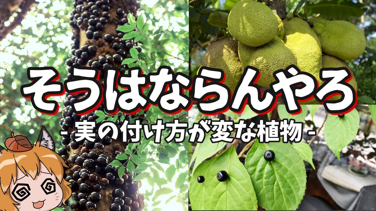【シュール】なんでそうなった？実の付け方が変な植物6選