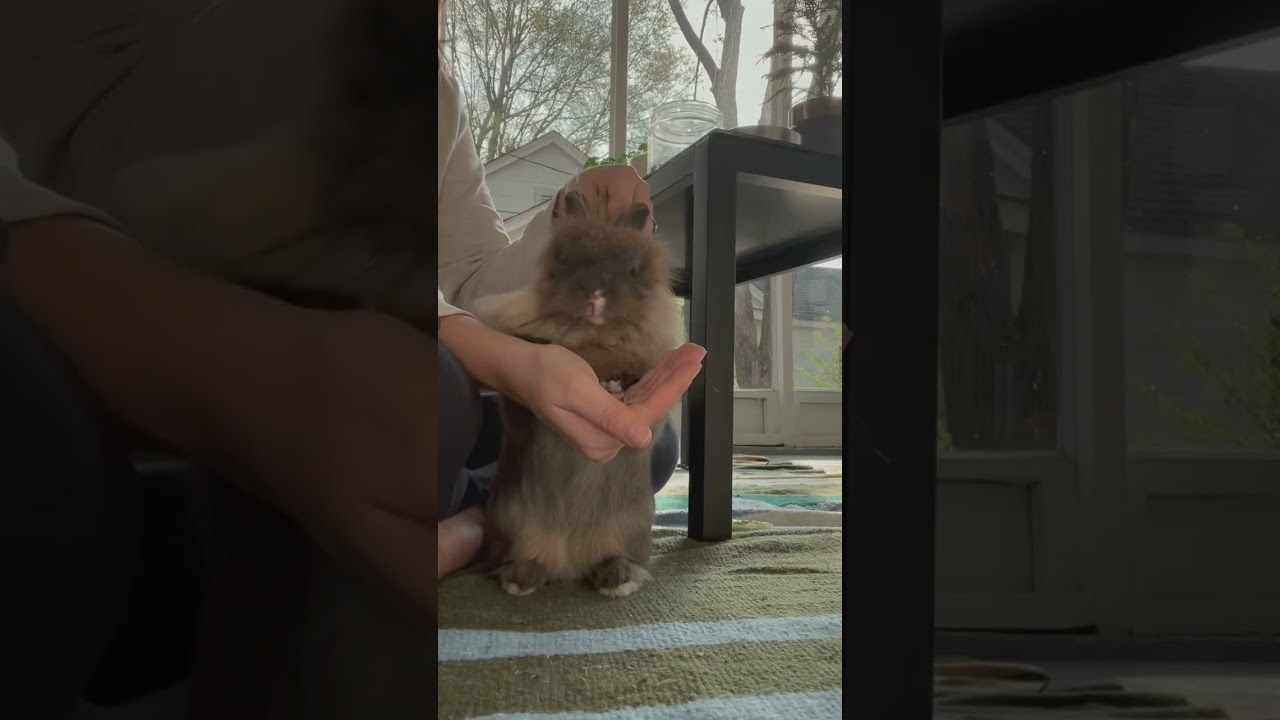 Lionhead Rabbit