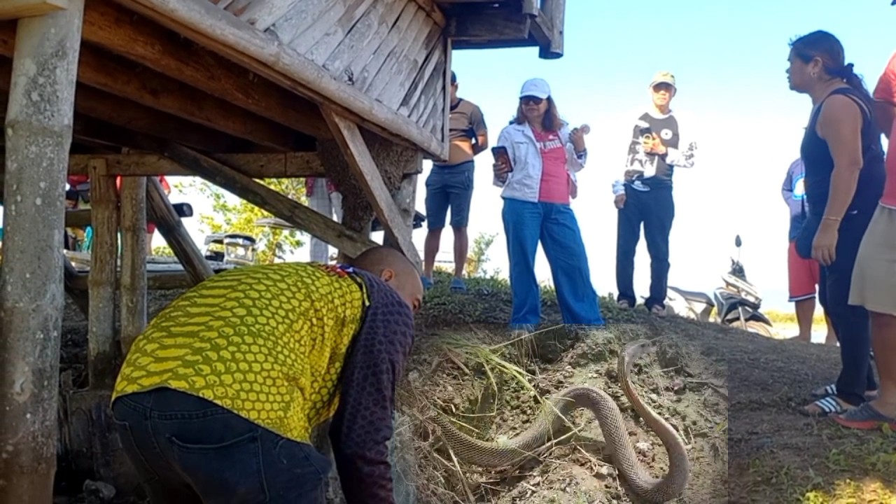 COBRA SA ILALIM NG KUBO SA LINGAYEN, PANGASINAN Part1 | JTG Kamandag