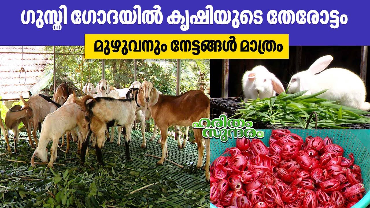 ഗുസ്തി ഗോദയിൽ കൃഷിയുടെ തേരോട്ടം | Kerala Farming | Haritham SundaramEP 452