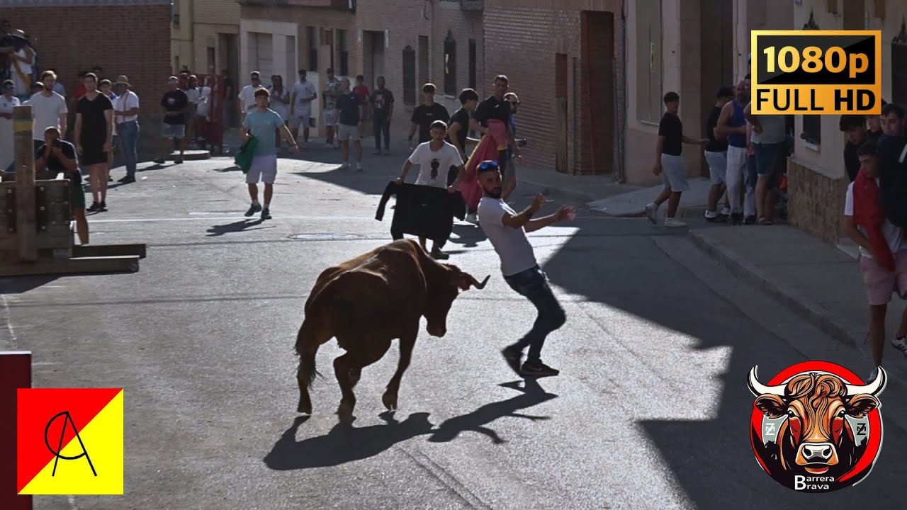 Villamayor de Gallego. Tarde de Vacas | 09/09/2025 | Ganad. Barquero