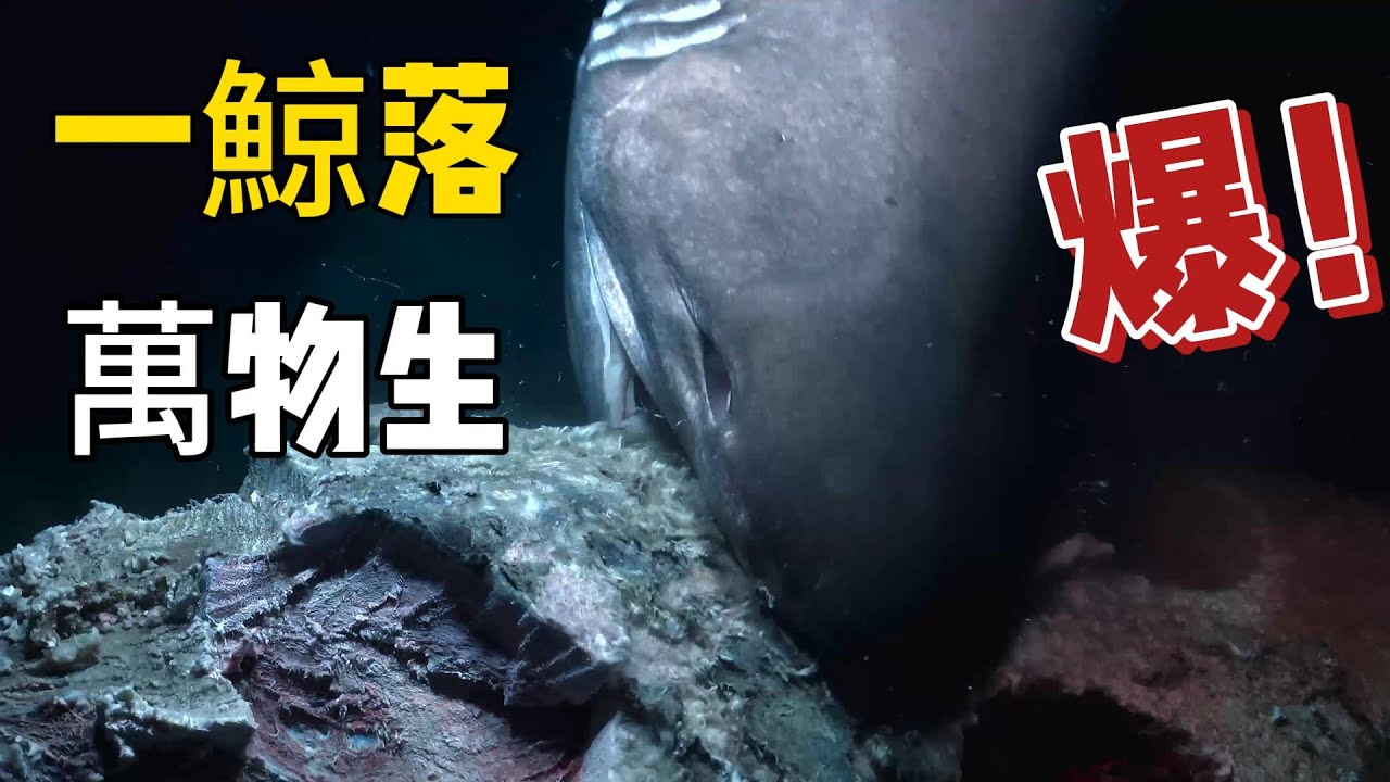 《一鯨落，萬物生。真實的鯨落真的有詩意般的唯美嗎？一個影片帶你揭示》#动物#动物世界#动物解说#鲸落